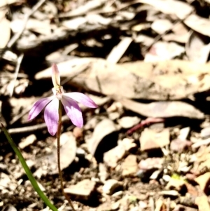 Caladenia fuscata at Point 5827 - 25 Sep 2021