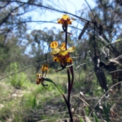 Diuris pardina (Leopard Doubletail) at Hawker, ACT - 25 Sep 2021 by sangio7