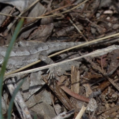 Amphibolurus muricatus (Jacky Lizard) at Boro, NSW - 19 Sep 2021 by Paul4K