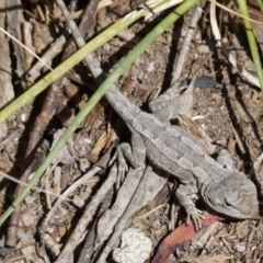 Amphibolurus muricatus at Boro, NSW - suppressed