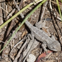 Amphibolurus muricatus at Boro, NSW - 19 Sep 2021