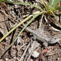 Amphibolurus muricatus at Boro, NSW - suppressed