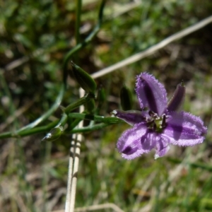 Thysanotus patersonii at Boro, NSW - suppressed