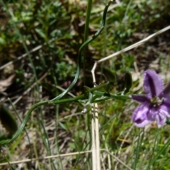 Thysanotus patersonii at Boro, NSW - 20 Sep 2021