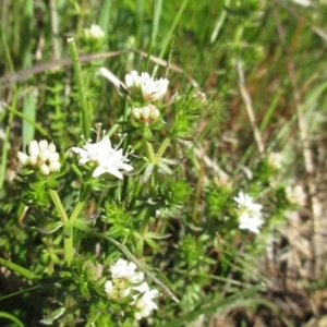 Asperula conferta at Holt, ACT - 25 Sep 2021 10:59 AM