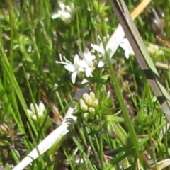 Asperula conferta at Holt, ACT - 25 Sep 2021 10:59 AM