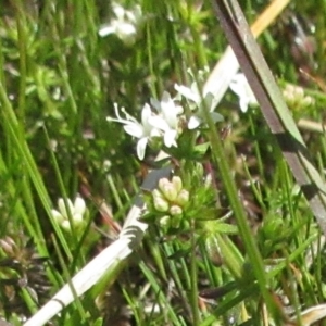 Asperula conferta at Holt, ACT - 25 Sep 2021 10:59 AM