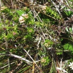 Asperula conferta at Holt, ACT - 25 Sep 2021 10:59 AM