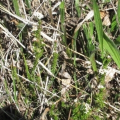 Asperula conferta at Holt, ACT - 25 Sep 2021 10:59 AM