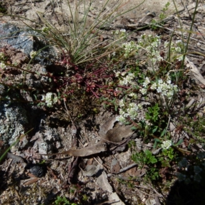 Poranthera microphylla (Small Poranthera) at Boro - 20 Sep 2021 by Paul4K