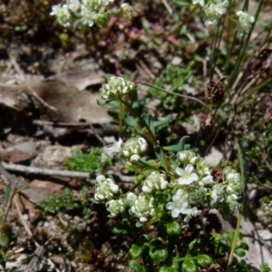 Poranthera microphylla at Boro, NSW - 20 Sep 2021