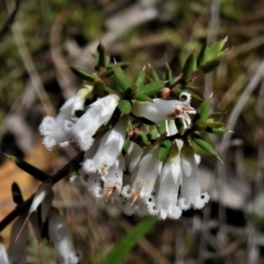 Leucopogon fletcheri subsp. brevisepalus (Twin Flower Beard-Heath) at Farrer Ridge - 24 Sep 2021 by JohnBundock