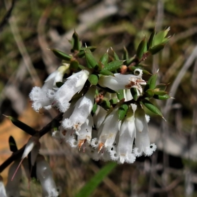Styphelia fletcheri subsp. brevisepala (Twin Flower Beard-Heath) at Tuggeranong DC, ACT - 24 Sep 2021 by JohnBundock