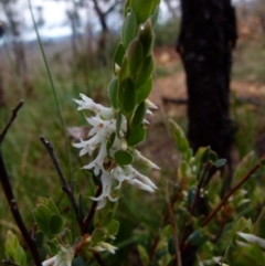 Brachyloma daphnoides (Daphne Heath) at Boro, NSW - 20 Sep 2021 by Paul4K