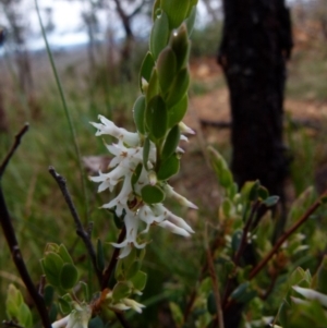 Brachyloma daphnoides at Boro, NSW - 20 Sep 2021