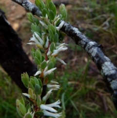 Brachyloma daphnoides at Boro, NSW - 20 Sep 2021