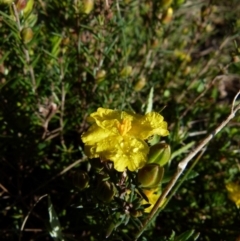 Hibbertia sp. (Guinea Flower) at Boro - 20 Sep 2021 by Paul4K