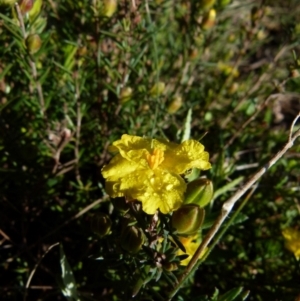 Hibbertia sp. at Boro, NSW - suppressed