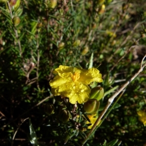 Hibbertia sp. at Boro, NSW - 21 Sep 2021