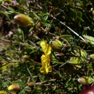 Hibbertia sp. at Boro, NSW - 21 Sep 2021