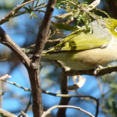 Zosterops lateralis (Silvereye) at Boro, NSW - 20 Sep 2021 by Paul4K