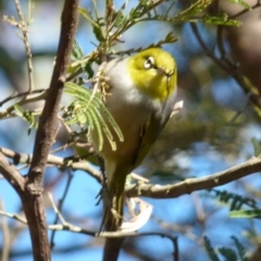 Zosterops lateralis at Boro, NSW - suppressed