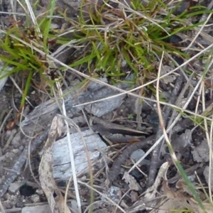 Cryptobothrus chrysophorus at Boro, NSW - suppressed