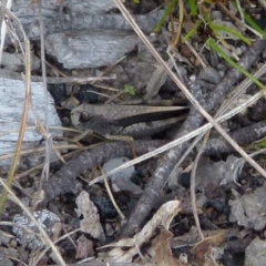 Cryptobothrus chrysophorus at Boro, NSW - suppressed