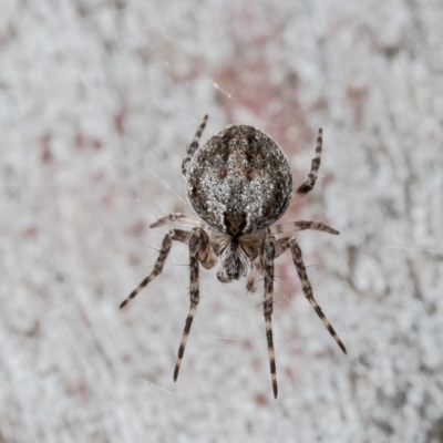 Araneinae (subfamily) (Orb weaver) at Black Mountain - 23 Sep 2021 by Roger