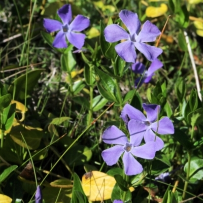 Vinca major (Blue Periwinkle) at Chiltern, VIC - 24 Sep 2021 by Kyliegw