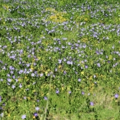 Vinca major at Chiltern, VIC - 25 Sep 2021 09:54 AM