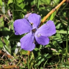 Vinca major at Chiltern, VIC - 25 Sep 2021 09:54 AM