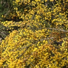 Acacia paradoxa (Kangaroo Thorn) at Chiltern, VIC - 25 Sep 2021 by KylieWaldon