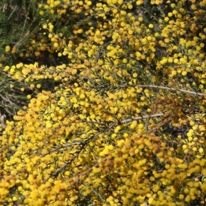 Acacia paradoxa at Chiltern, VIC - 25 Sep 2021 09:24 AM