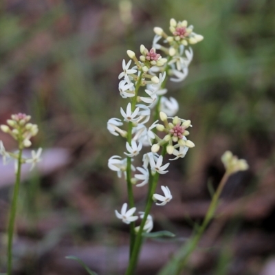 Stackhousia monogyna (Creamy Candles) at Chiltern, VIC - 25 Sep 2021 by Kyliegw