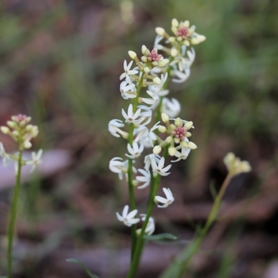 Stackhousia monogyna (Creamy Candles) at Chiltern, VIC - 25 Sep 2021 by KylieWaldon