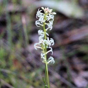 Stackhousia monogyna at Chiltern, VIC - 25 Sep 2021 10:27 AM