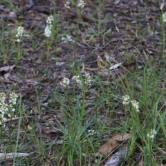 Stackhousia monogyna at Chiltern, VIC - 25 Sep 2021 10:27 AM