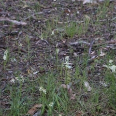 Stackhousia monogyna at Chiltern, VIC - 25 Sep 2021 10:27 AM