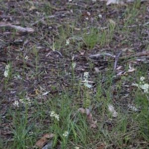 Stackhousia monogyna at Chiltern, VIC - 25 Sep 2021 10:27 AM