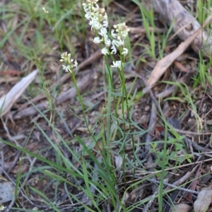 Stackhousia monogyna at Chiltern, VIC - 25 Sep 2021 10:27 AM