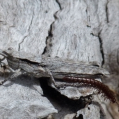 Coryphistes ruricola (Bark-mimicking Grasshopper) at QPRC LGA - 21 Sep 2021 by Paul4K