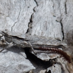 Coryphistes ruricola at Boro, NSW - suppressed