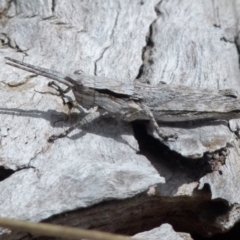 Coryphistes ruricola at Boro, NSW - suppressed