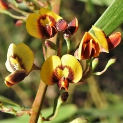 Daviesia leptophylla (Slender Bitter Pea) at Tuggeranong DC, ACT - 24 Sep 2021 by JohnBundock