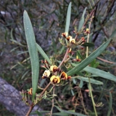 Daviesia leptophylla at Tuggeranong DC, ACT - 24 Sep 2021