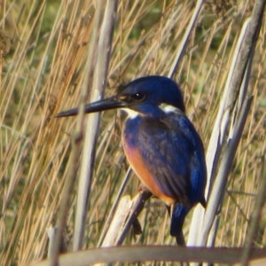 Ceyx azureus at Macgregor, ACT - suppressed