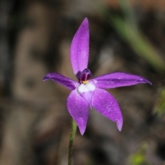 Glossodia major (Wax Lip Orchid) at Chiltern, VIC - 25 Sep 2021 by Kyliegw