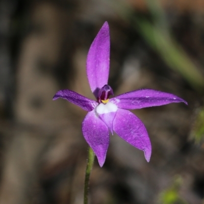 Glossodia major (Wax Lip Orchid) at Chiltern, VIC - 25 Sep 2021 by KylieWaldon