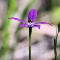 Glossodia major at Chiltern, VIC - suppressed